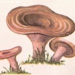 http://mushroomer.info/wp-content/uploads/2009/08/ryzhik-150x150.jpg